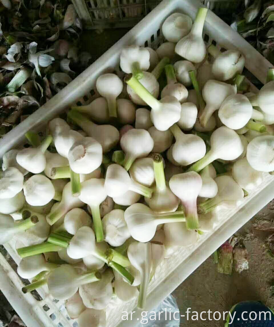 Wholesale New Crop Fresh Garlic price